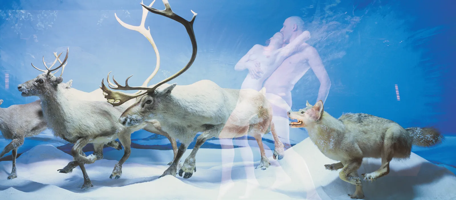 Installation d'Oleg Kulik